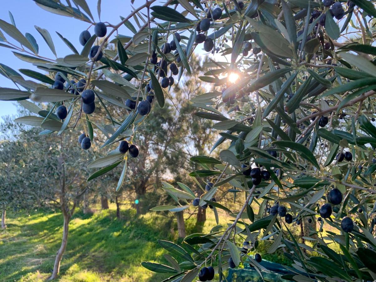 Bed and Breakfast The Old Chaff Mill Organic Vineyard Retreat Sellicks Hill Экстерьер фото